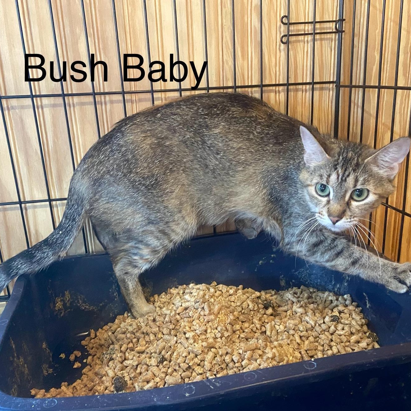 Enlarge Bush baby, a Adoptable Domestic Short Hair in Anna, TX image 4/4