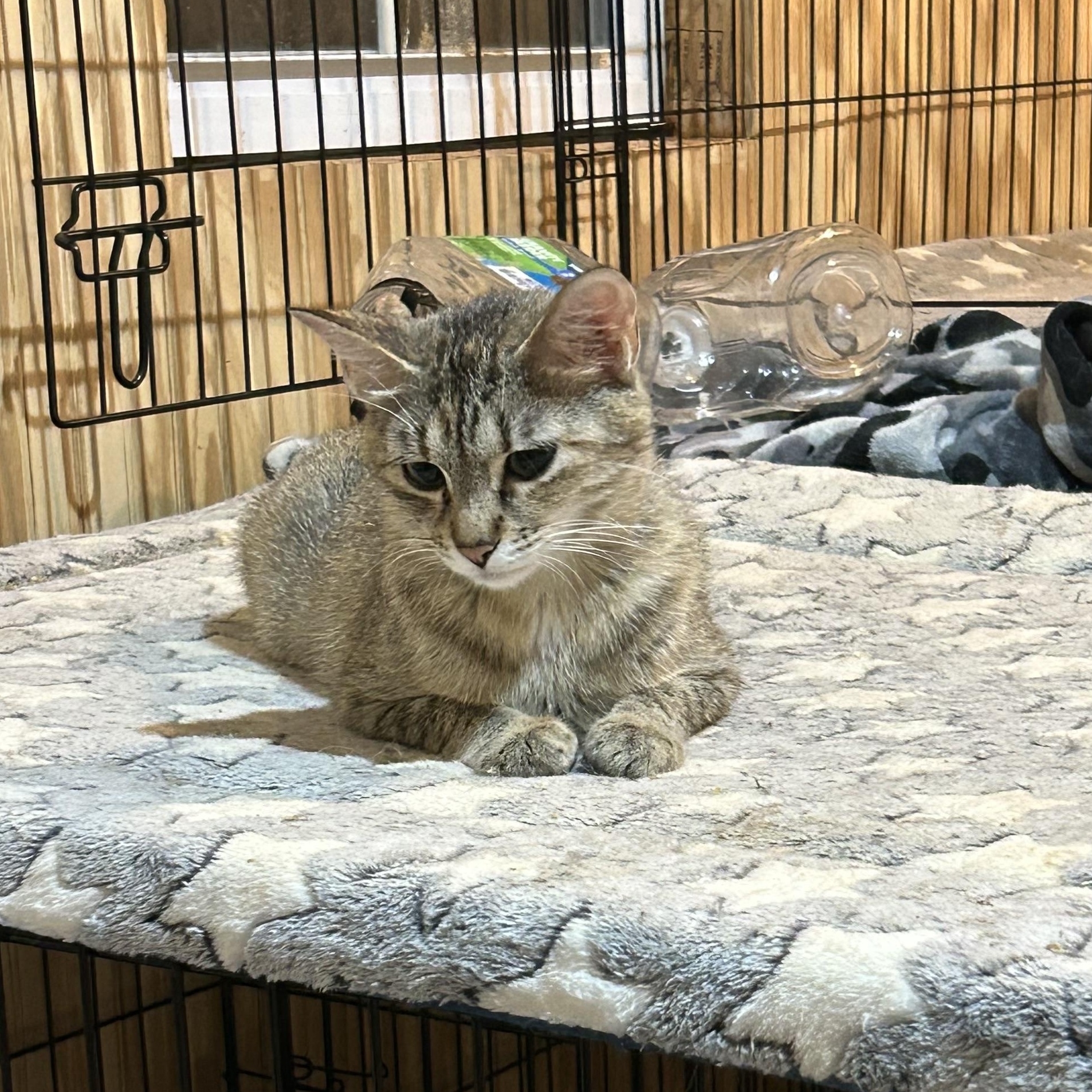 Enlarge Bush baby, a Adoptable Domestic Short Hair in Anna, TX image 3/4