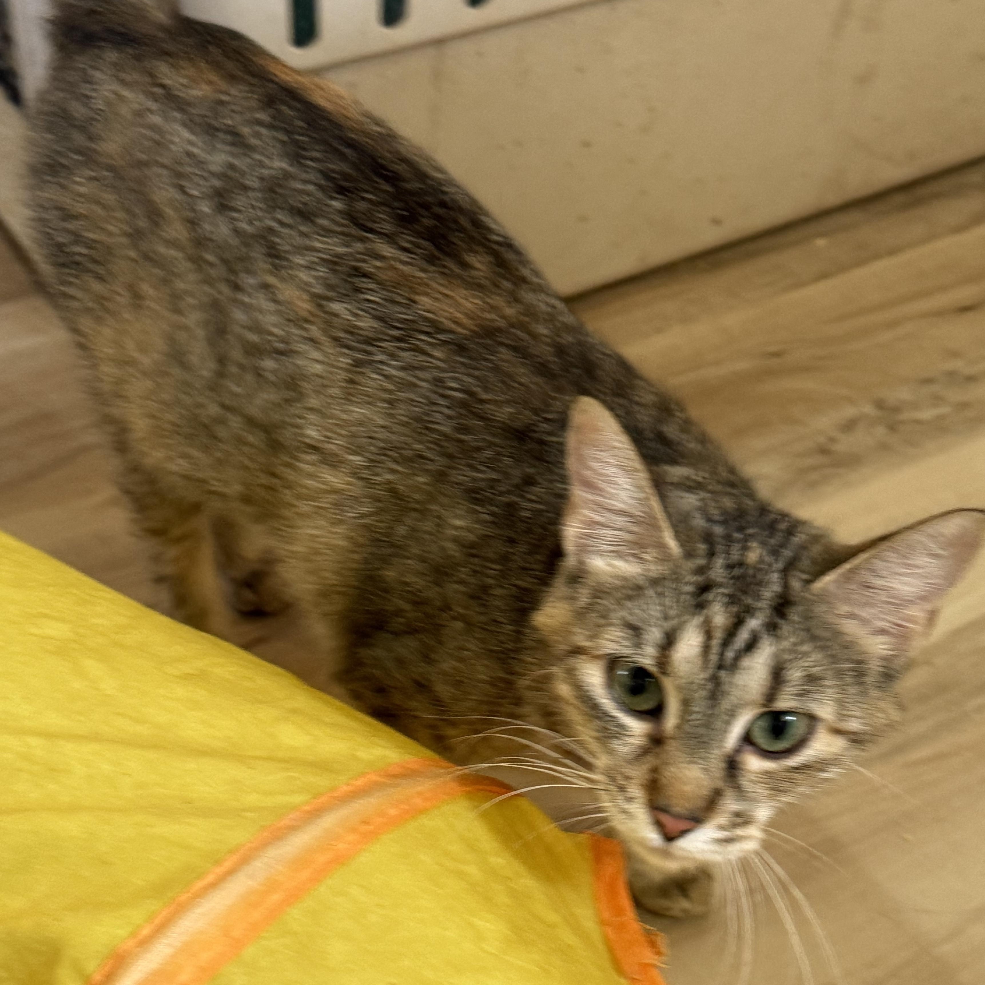 Bush baby, Adoptable, Adult Female Domestic Short Hair.