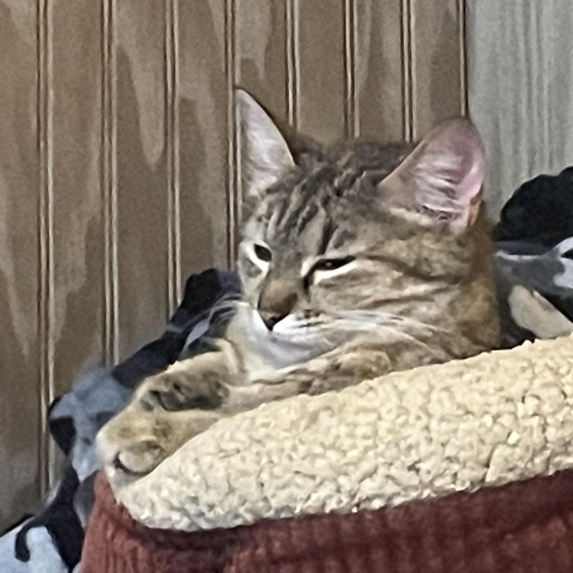 Enlarge Bush baby, a Adoptable Domestic Short Hair in Anna, TX image 2/4