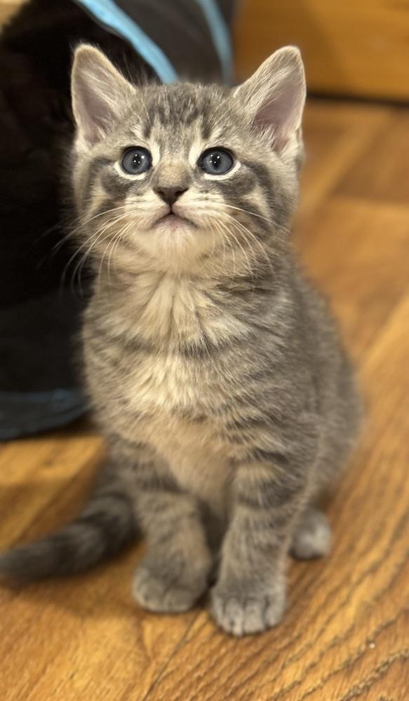 Parchisi Branch, Adoptable, Kitten Male Domestic Short Hair.