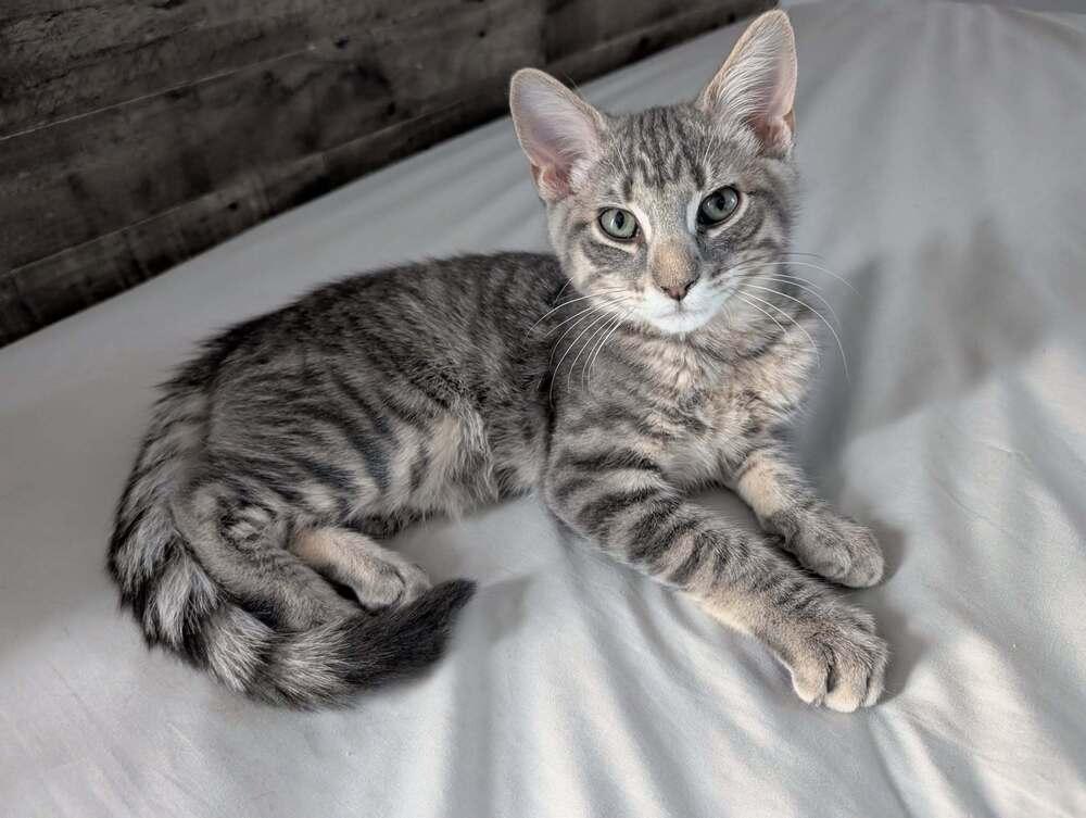 Enlarge Parchisi Branch, a Adoptable Domestic Short Hair in Mount Laurel, NJ image 2/5