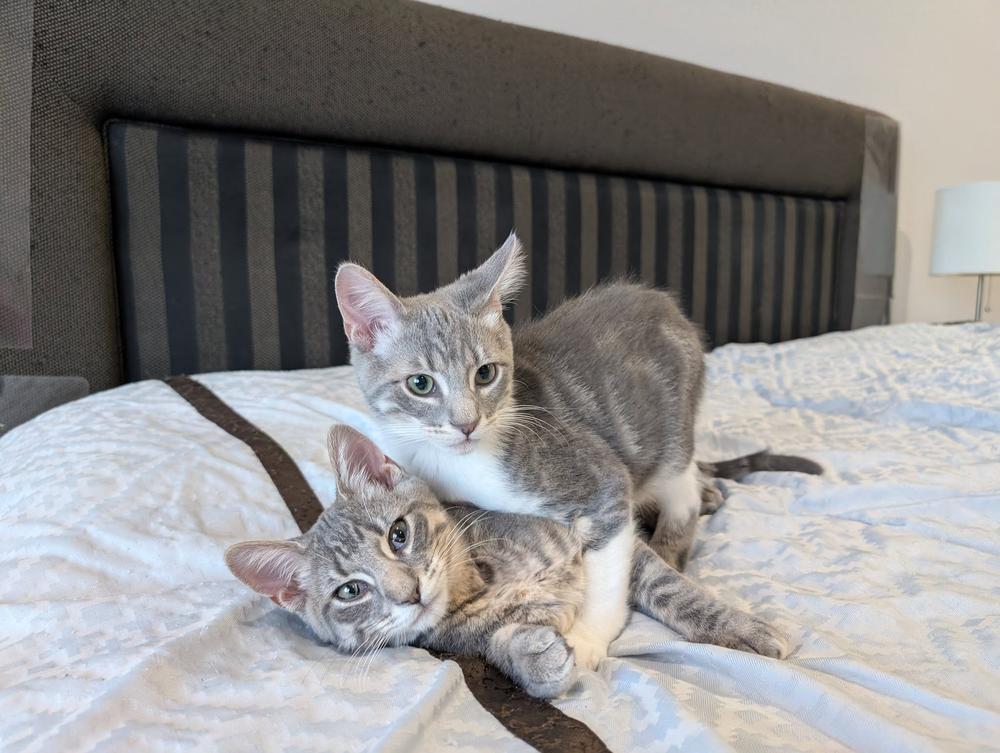 Enlarge Parchisi Branch, a Adoptable Domestic Short Hair in Mount Laurel, NJ image 3/5