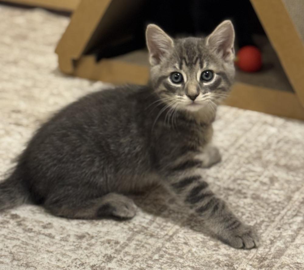 Enlarge Parchisi Branch, a Adoptable Domestic Short Hair in Mount Laurel, NJ image 4/5