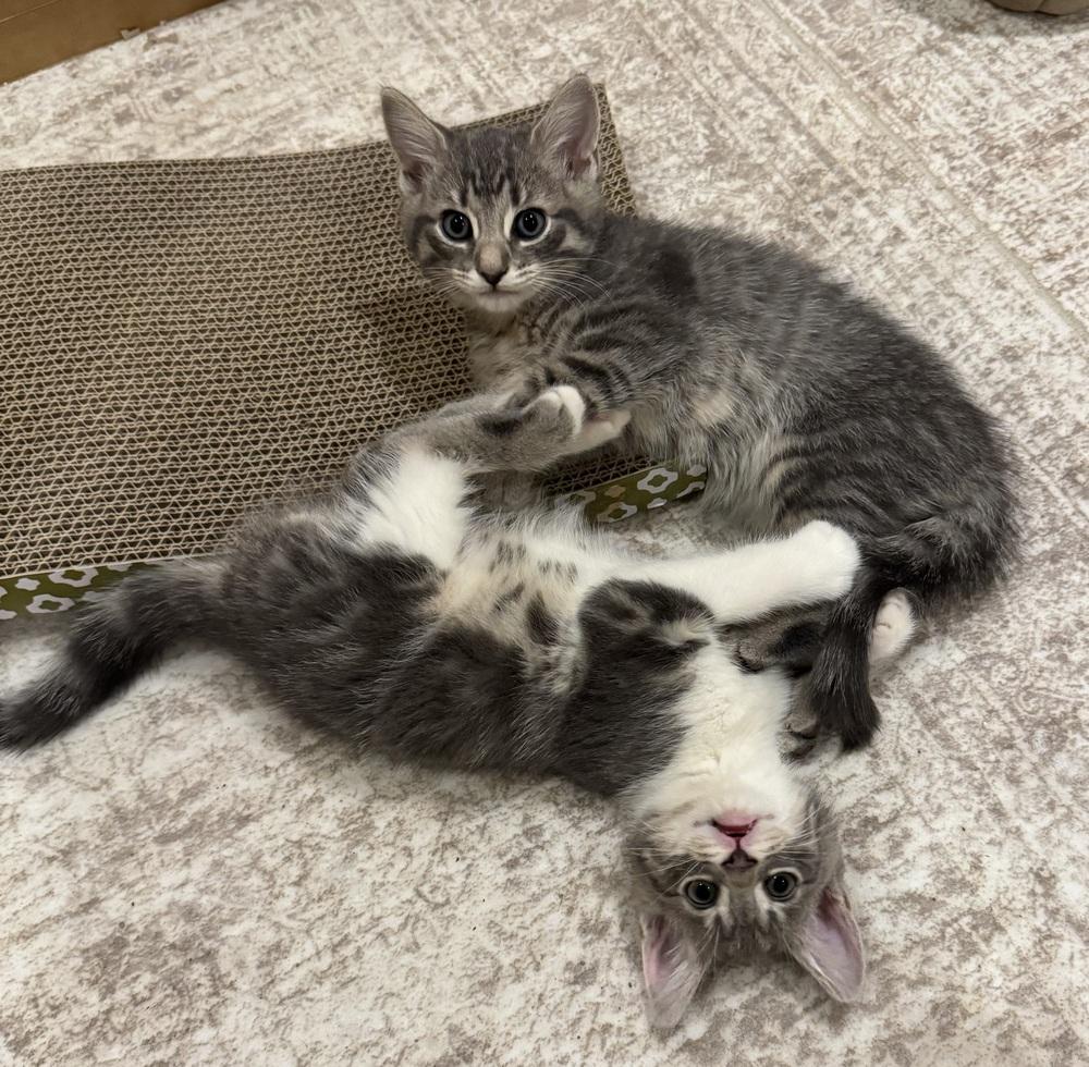 Enlarge Parchisi Branch, a Adoptable Domestic Short Hair in Mount Laurel, NJ image 5/5