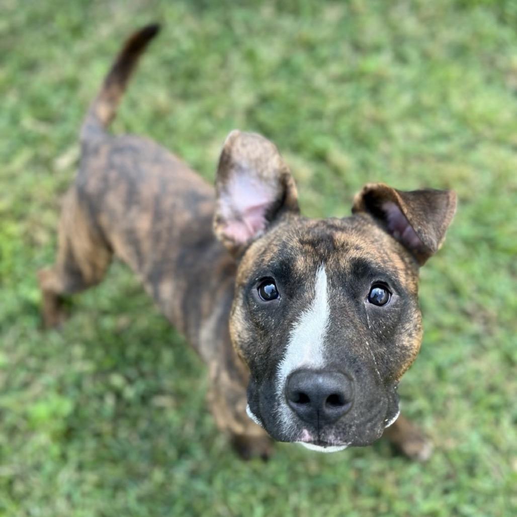 Bee Bee, Adoptable, Adult Male Mixed Breed.