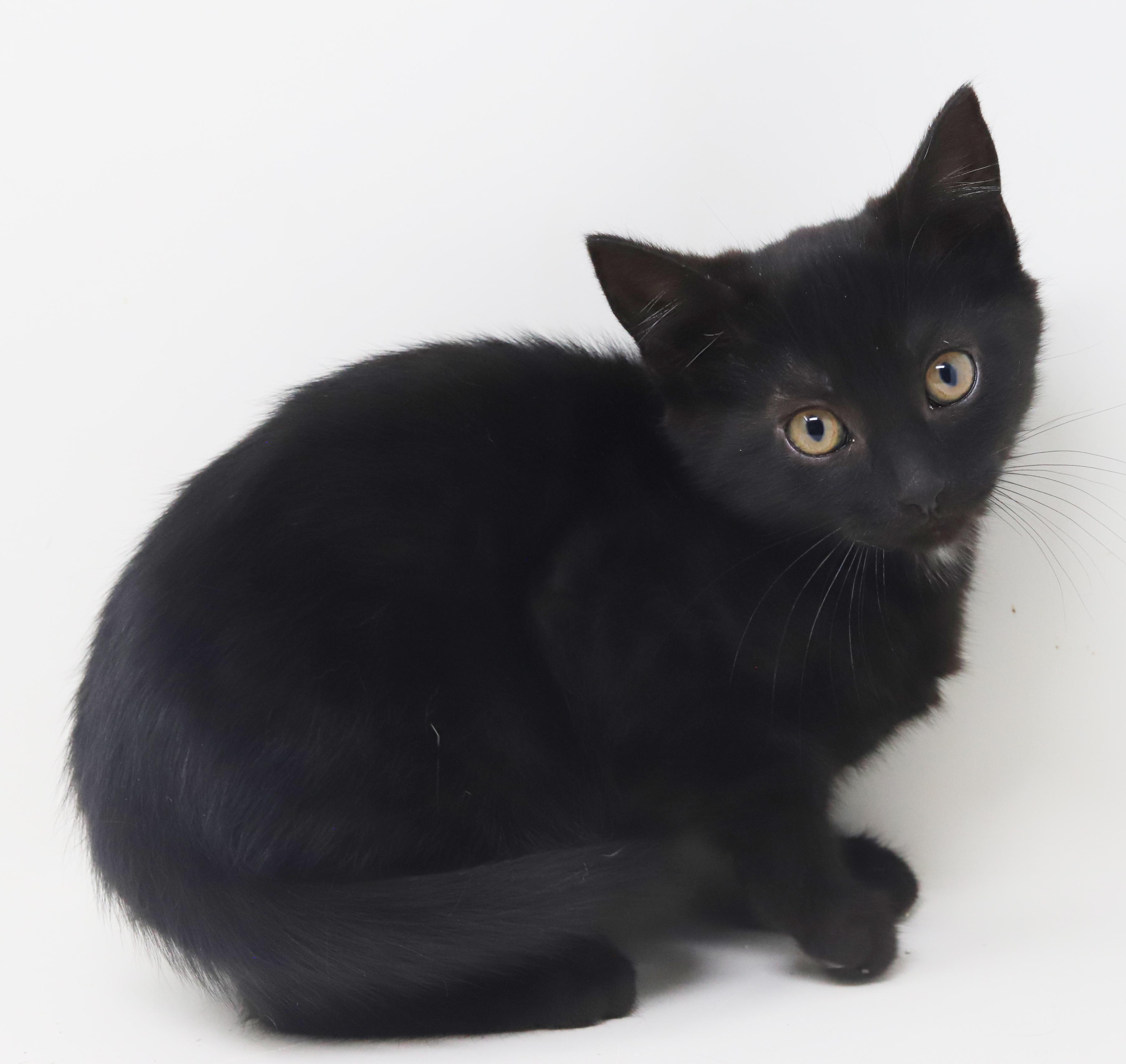 Oogie Boogie is OMG adorable!  BONDED WITH BRO PENNYWISE