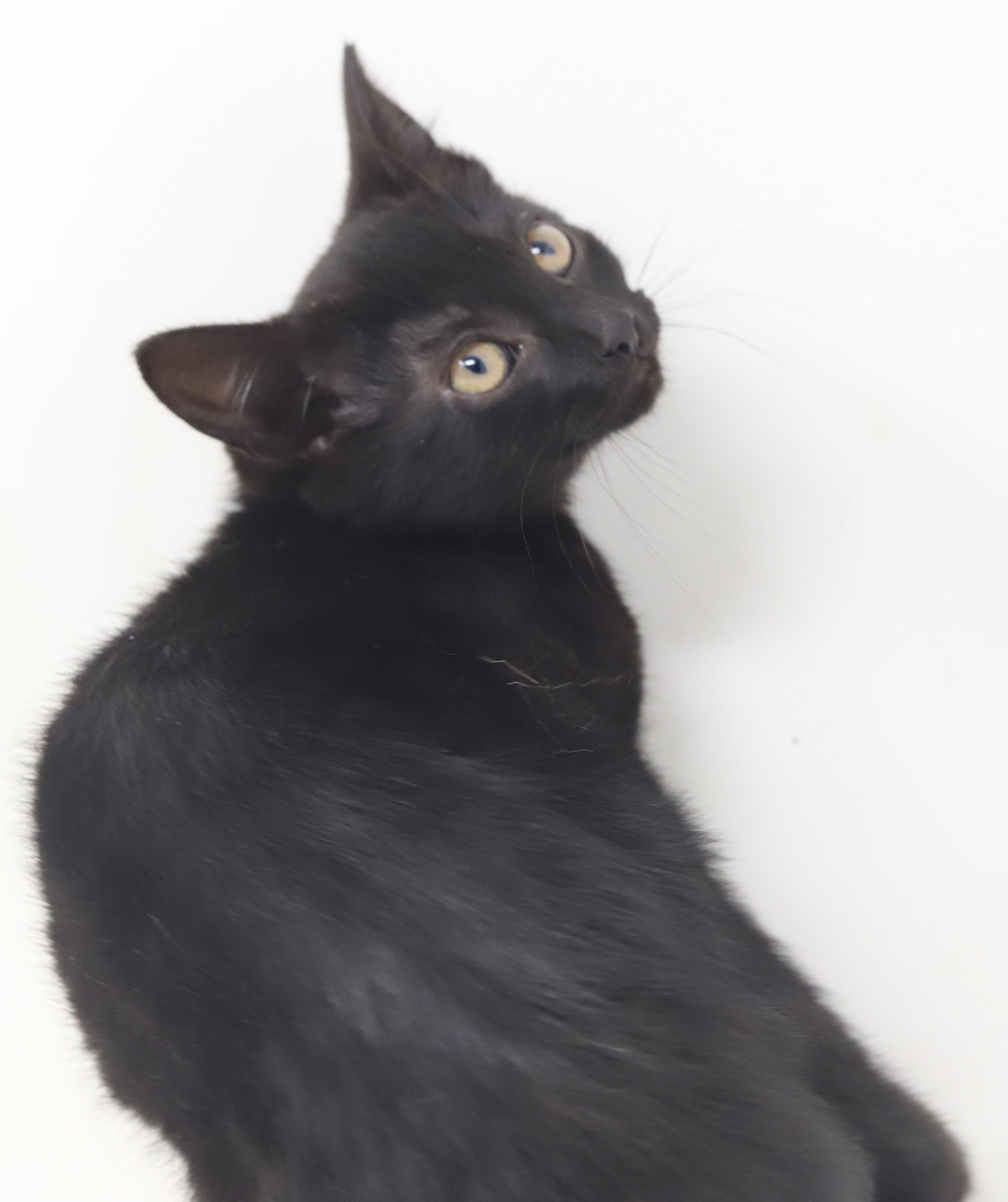 Oogie Boogie is OMG adorable!  BONDED WITH BRO PENNYWISE