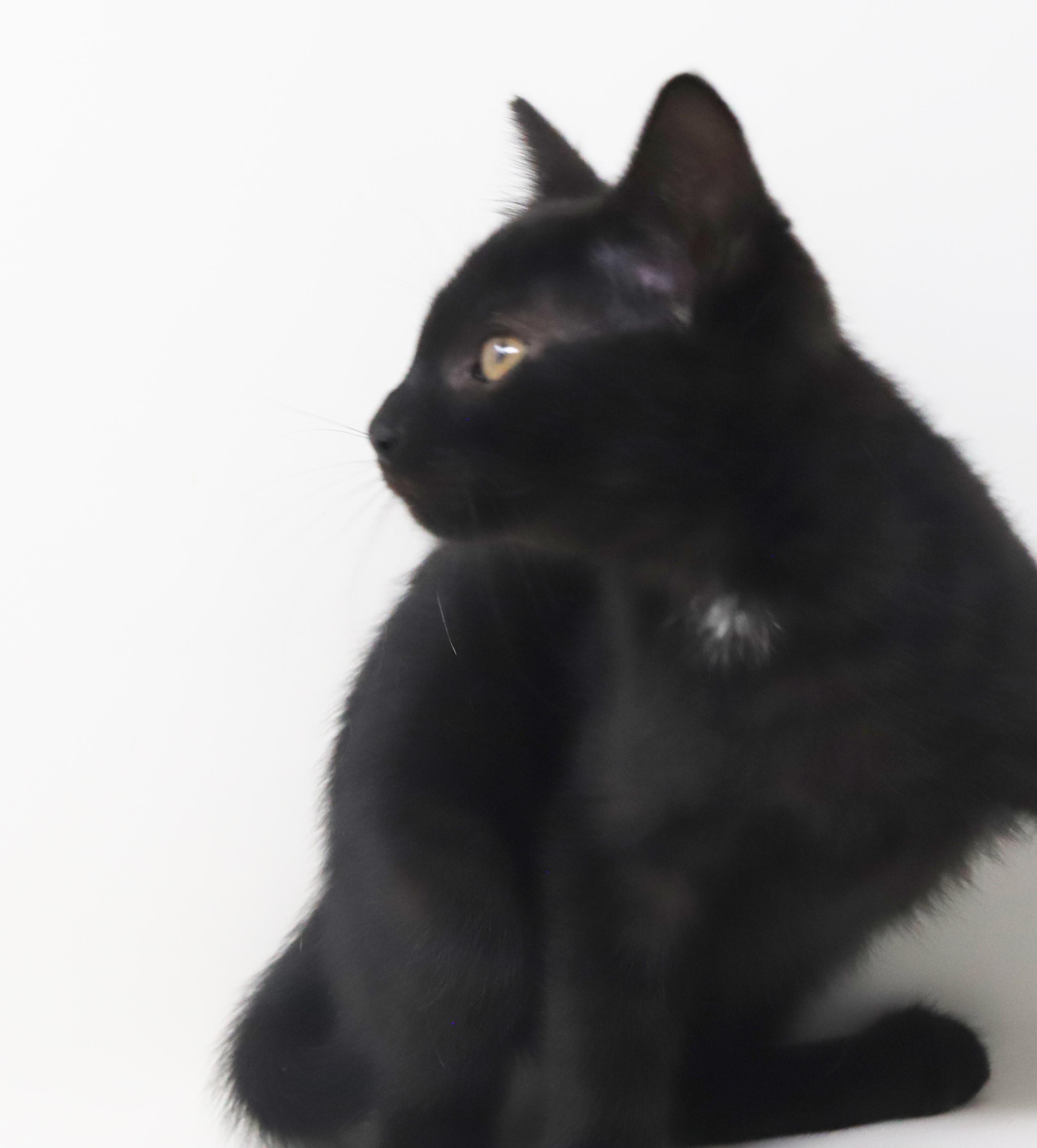 Oogie Boogie is OMG adorable!  BONDED WITH BRO PENNYWISE