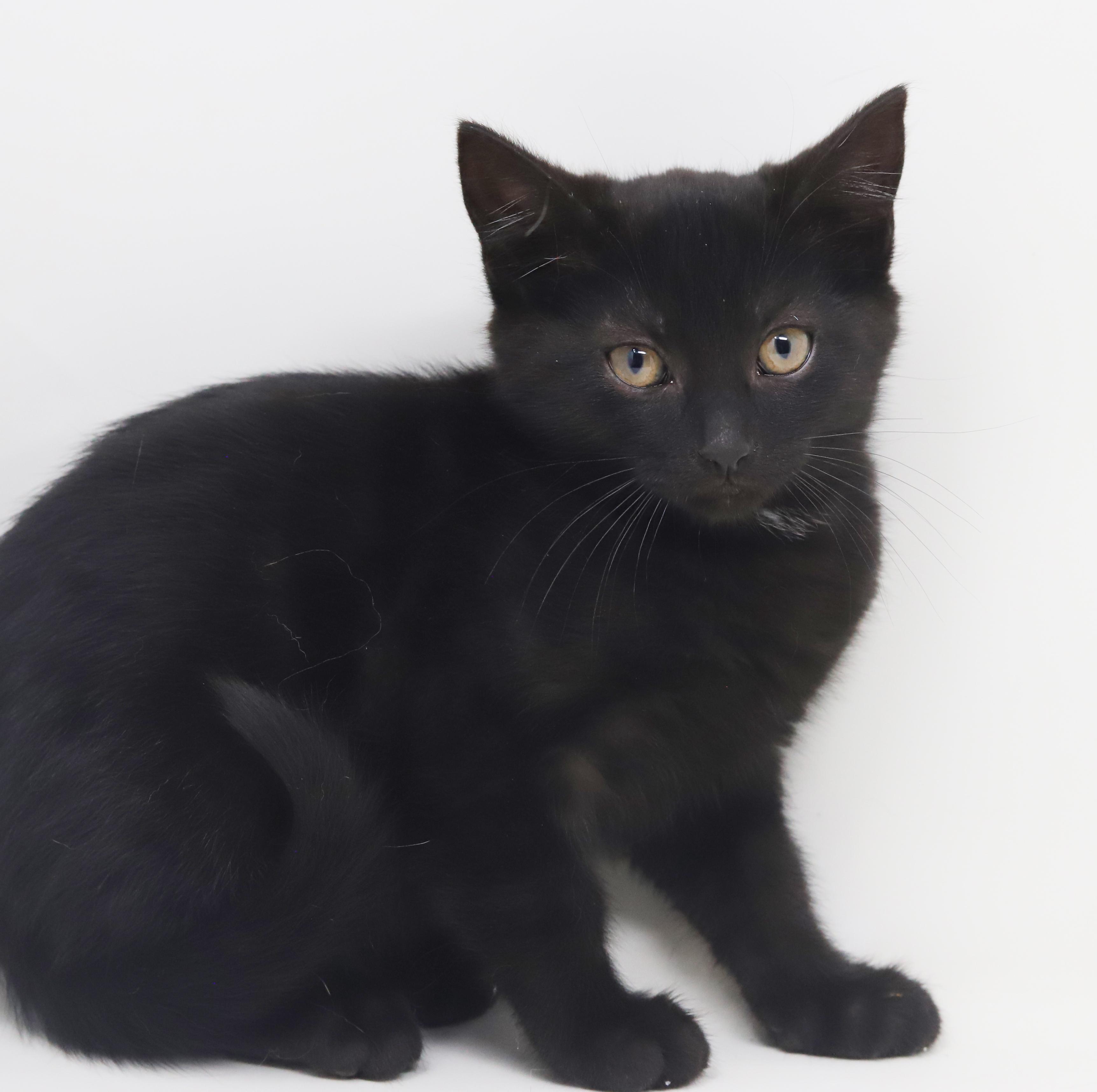 Oogie Boogie is OMG adorable!  BONDED WITH BRO PENNYWISE