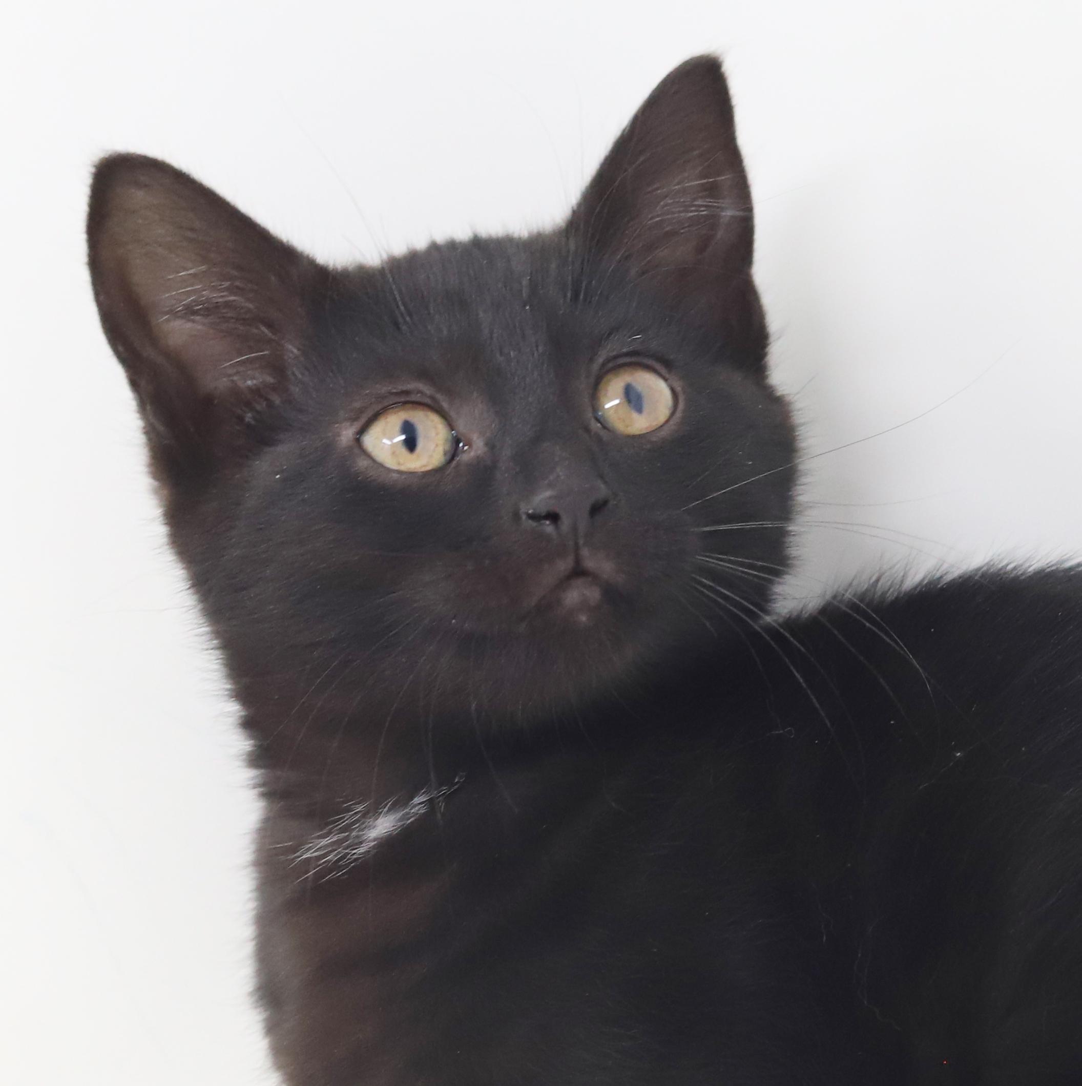 Oogie Boogie is OMG adorable!  BONDED WITH BRO PENNYWISE