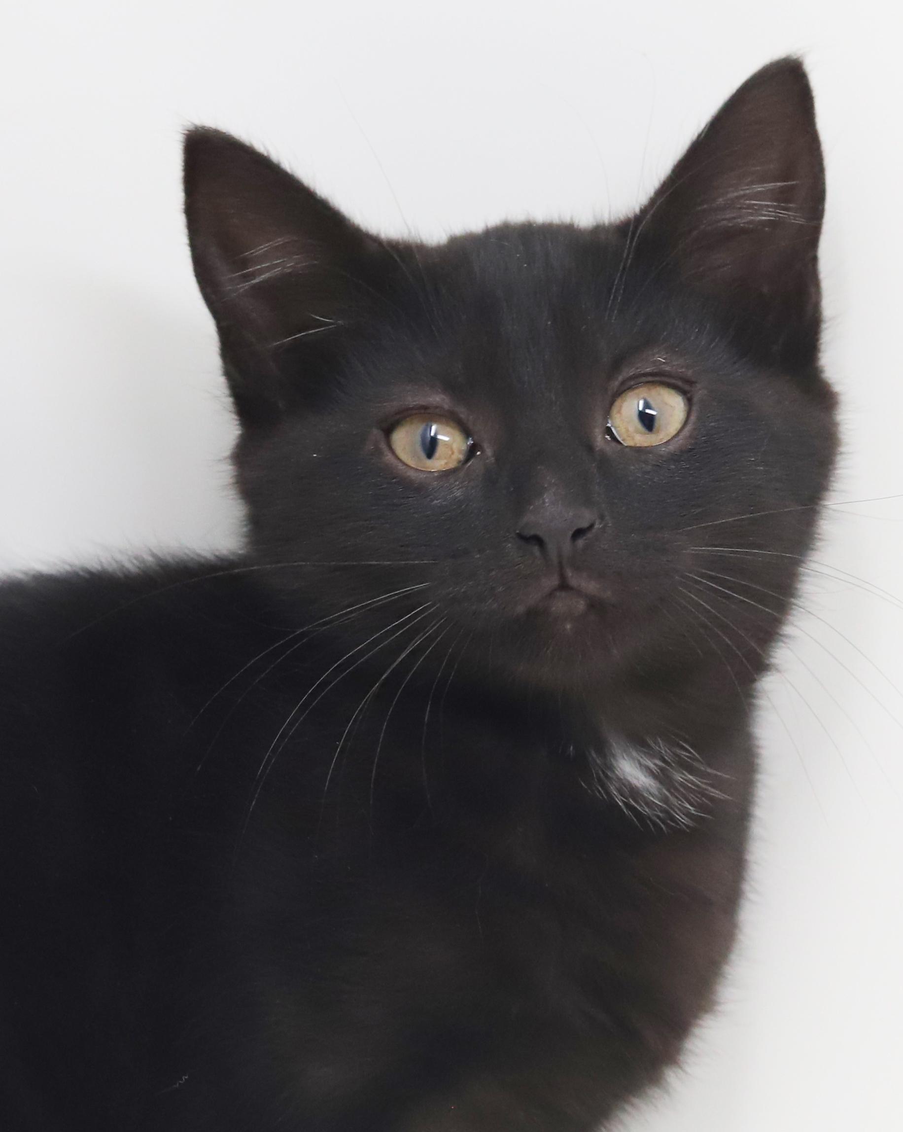 Oogie Boogie is OMG adorable!  BONDED WITH BRO PENNYWISE