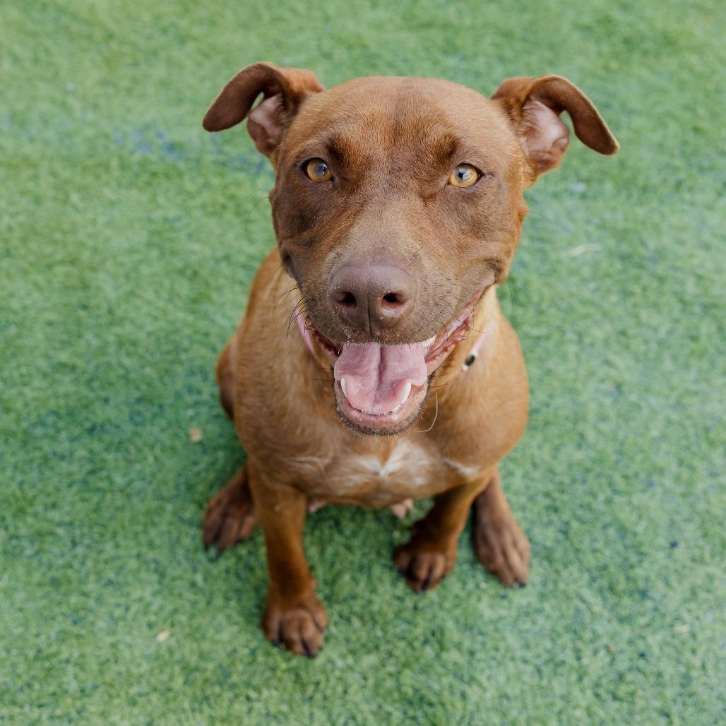 Enlarge Amaya, a Adoptable Mixed Breed in Bartlett, TN image 1/6