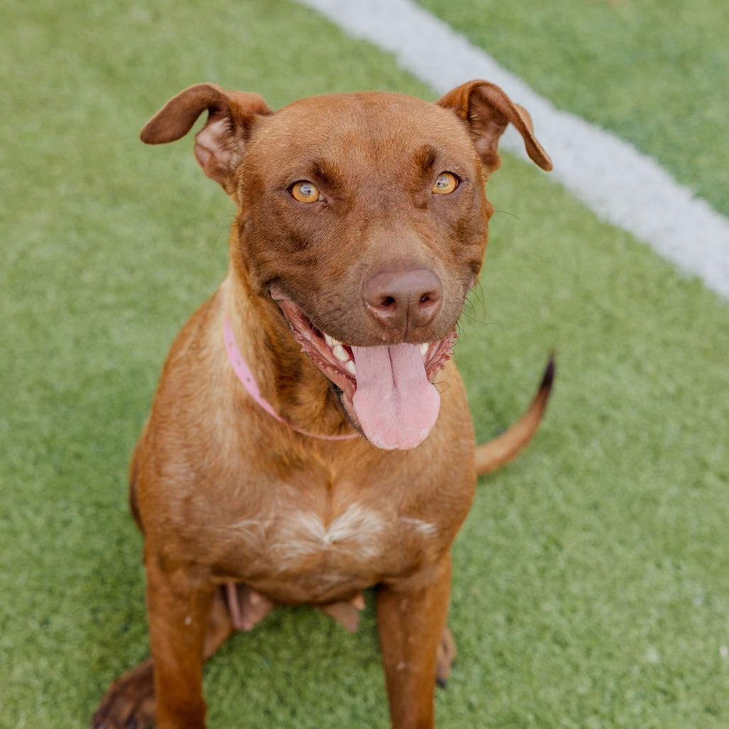 Enlarge Amaya, a Adoptable Mixed Breed in Bartlett, TN image 2/6
