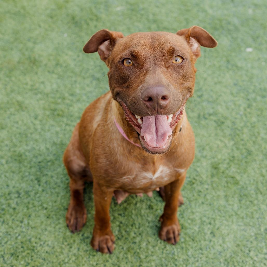 Enlarge Amaya, a Adoptable Mixed Breed in Bartlett, TN image 3/6