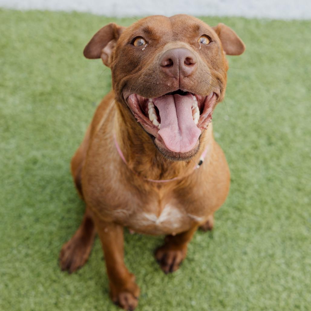 Enlarge Amaya, a Adoptable Mixed Breed in Bartlett, TN image 4/6