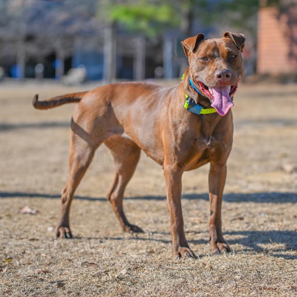 Enlarge Amaya, a Adoptable Mixed Breed in Bartlett, TN image 5/6