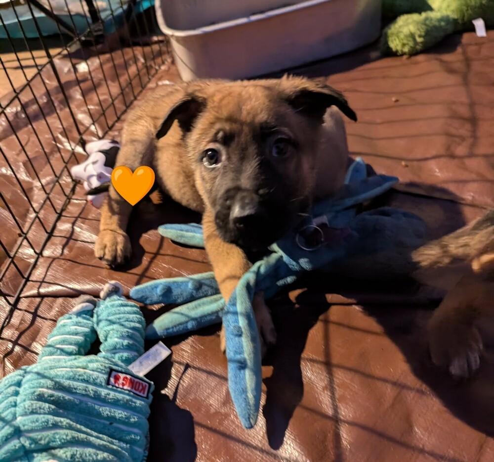 Stormy Skye Litter Glacier - Located in TX (Orange Collar)