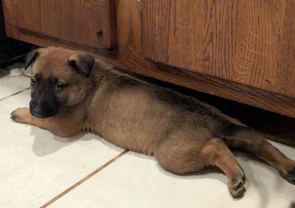 Stormy Skye Litter Glacier - Located in TX (Orange Collar) — thumbnail 3