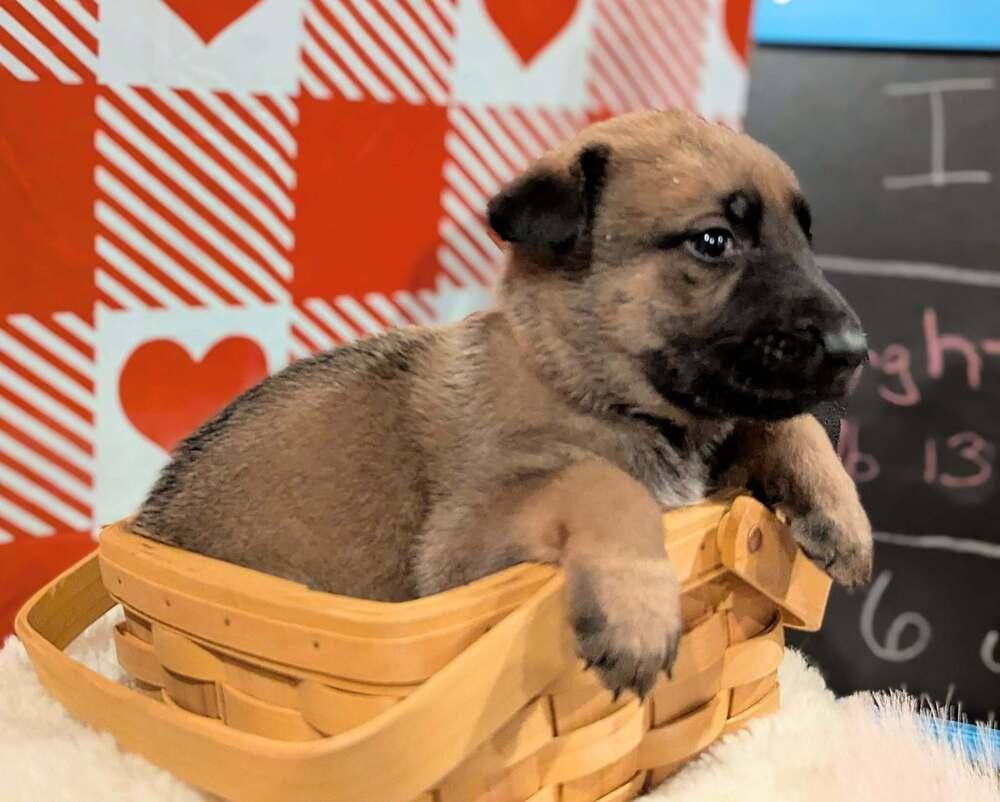 Stormy Skye Litter Glacier - Located in TX (Orange Collar) — thumbnail 4
