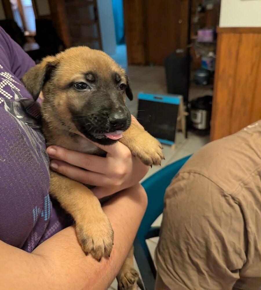 Stormy Skye Litter Glacier - Located in TX (Orange Collar) — thumbnail 5