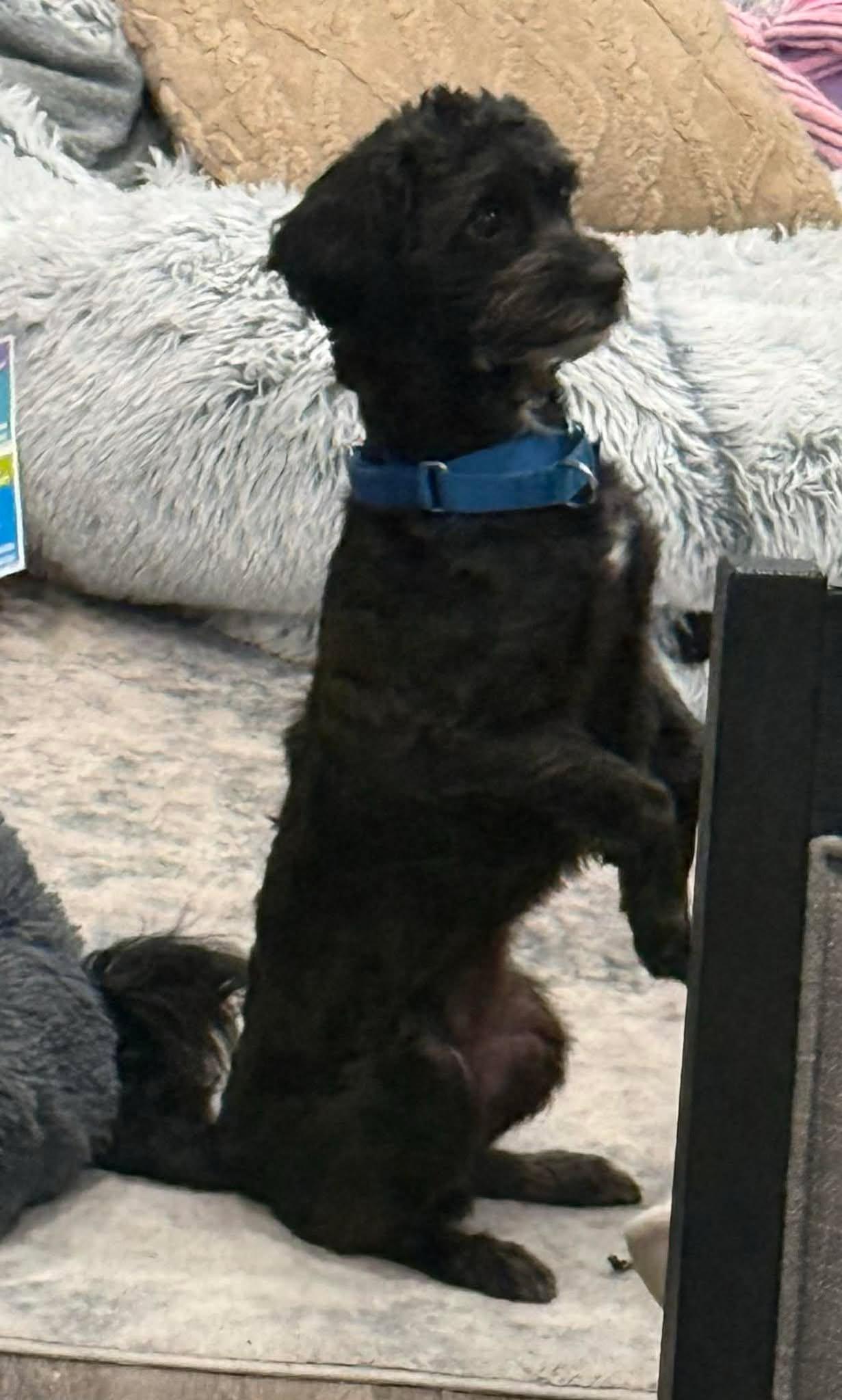 Enlarge Oreo, an adopted mixed breed in Binghamton, NY image 2/3