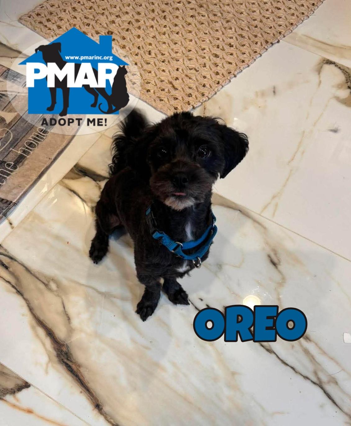 Oreo, adopted, Young Male Shih Tzu.