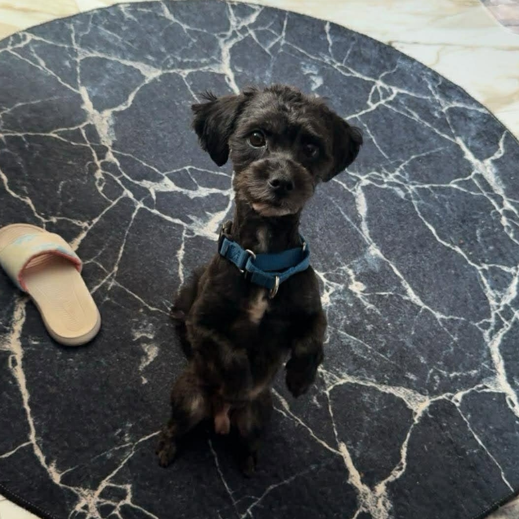Enlarge Oreo, an adopted mixed breed in Binghamton, NY image 3/3