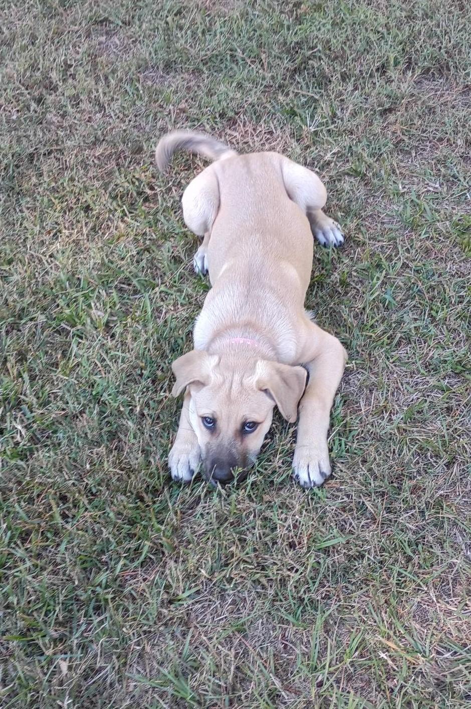 Enlarge Alicent Aka Ally, a Adoptable Mixed Breed in Carthage, NC image 4/5