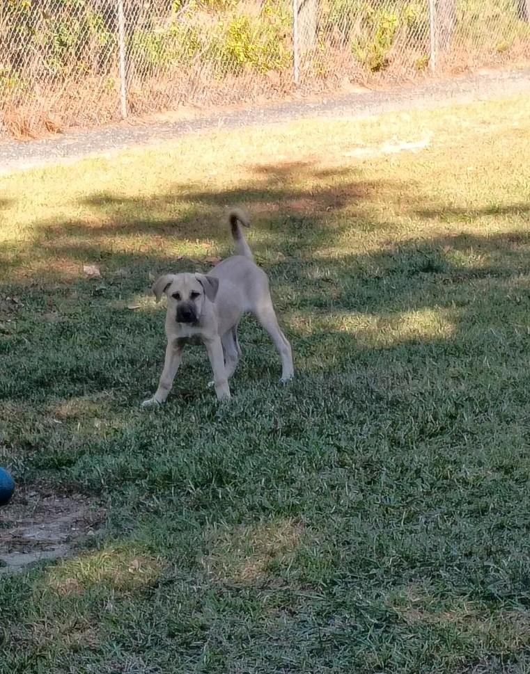 Enlarge Alicent Aka Ally, a Adoptable Mixed Breed in Carthage, NC image 2/5
