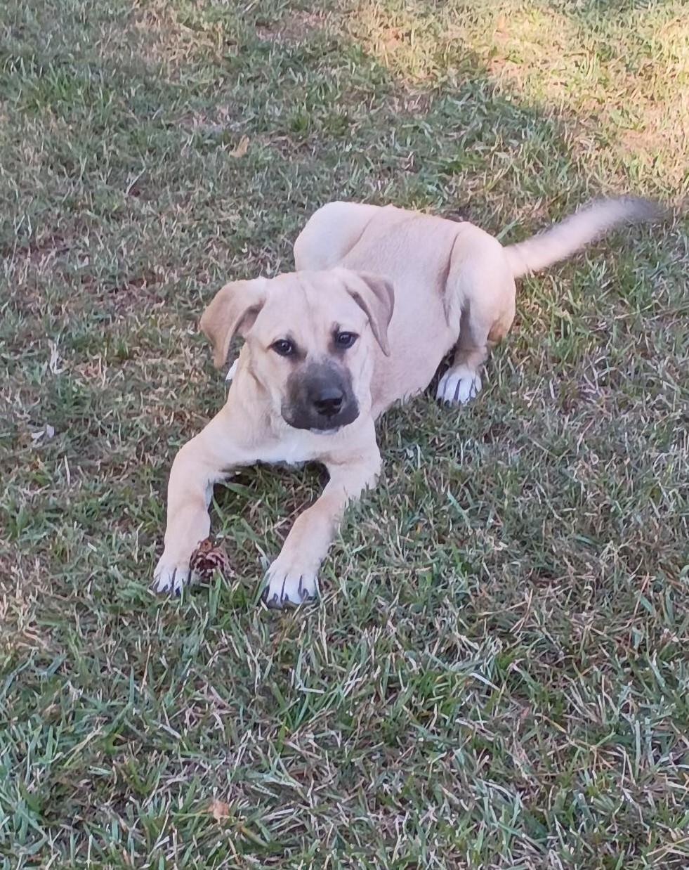 Enlarge Alicent Aka Ally, a Adoptable Mixed Breed in Carthage, NC image 5/5