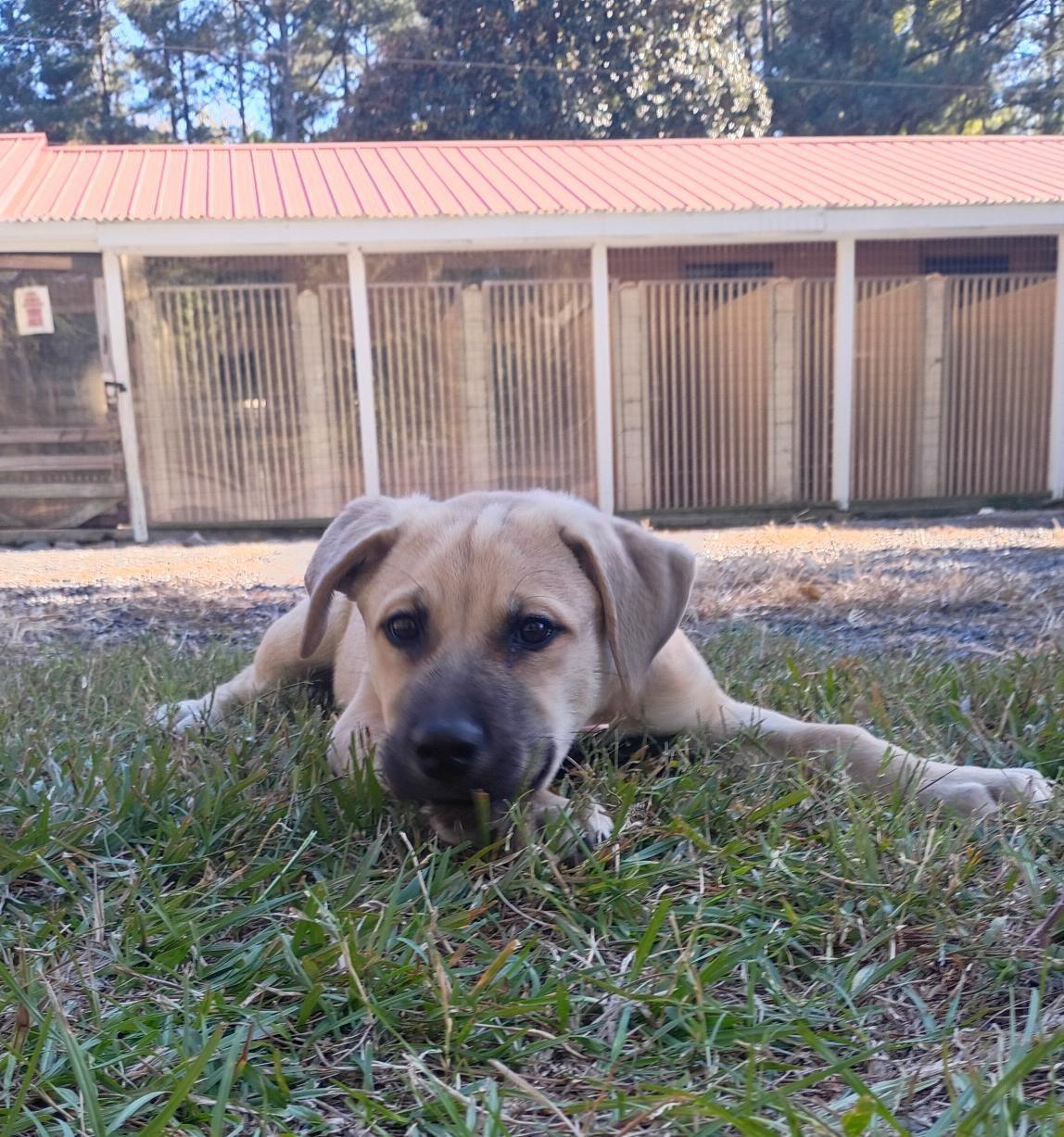 Alicent Aka Ally, Adoptable, Puppy Female Mixed Breed.