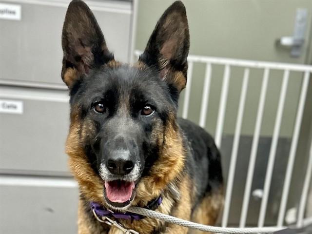 Enlarge DREAM GIRL, a Adoptable German Shepherd Dog in Martinez, CA image 1/1