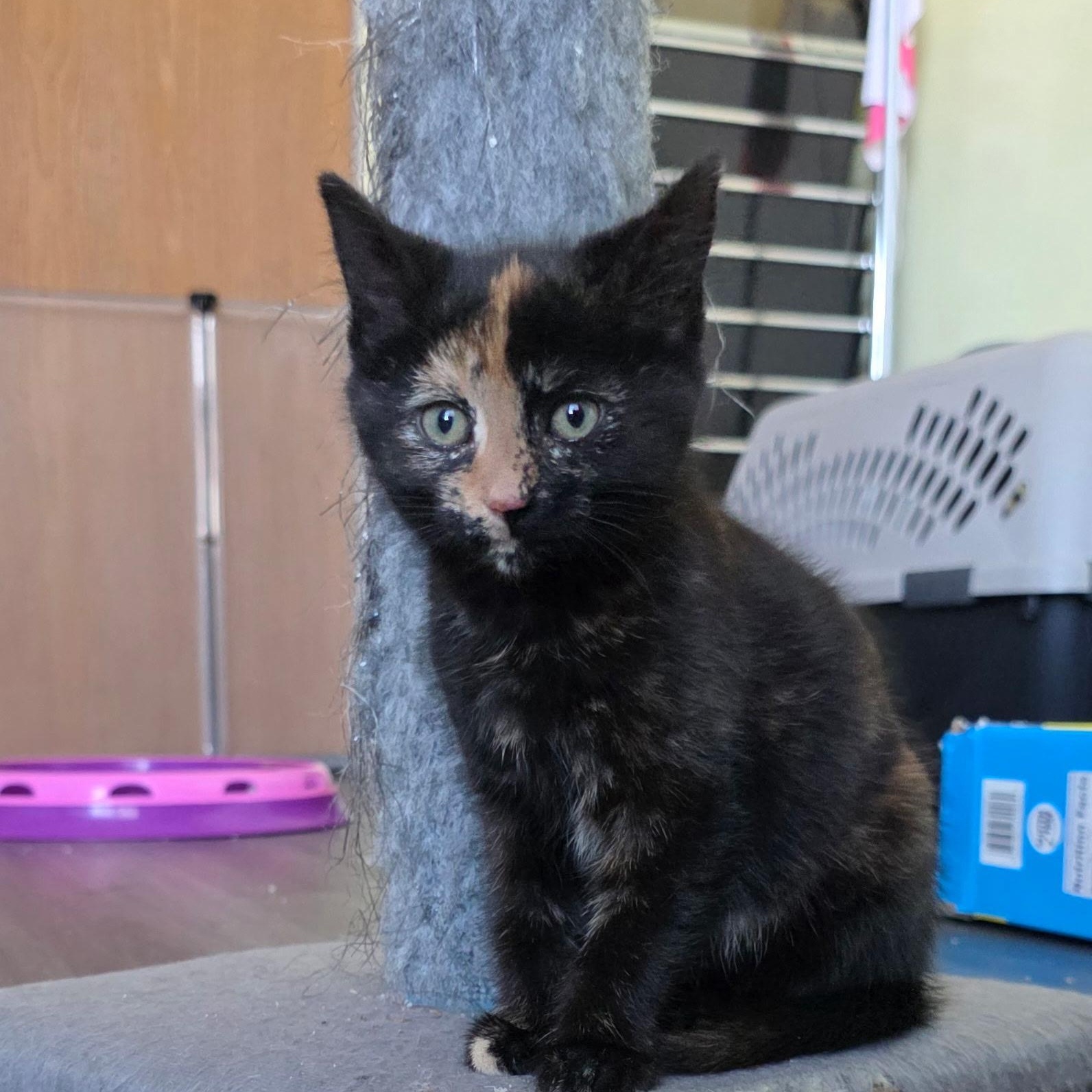 Fernbest Friends With Bootsie