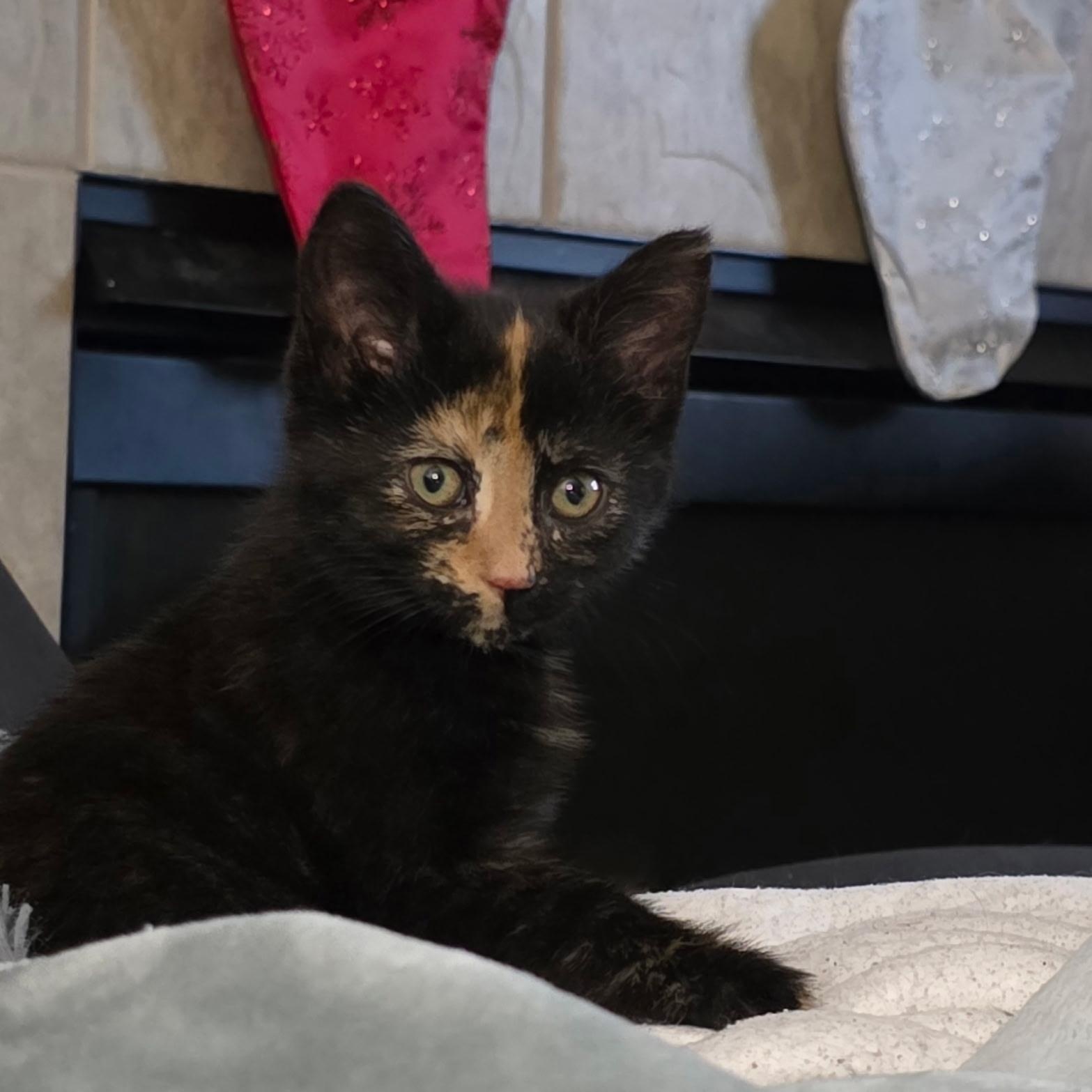 Fernbest Friends With Bootsie thumbnail 3