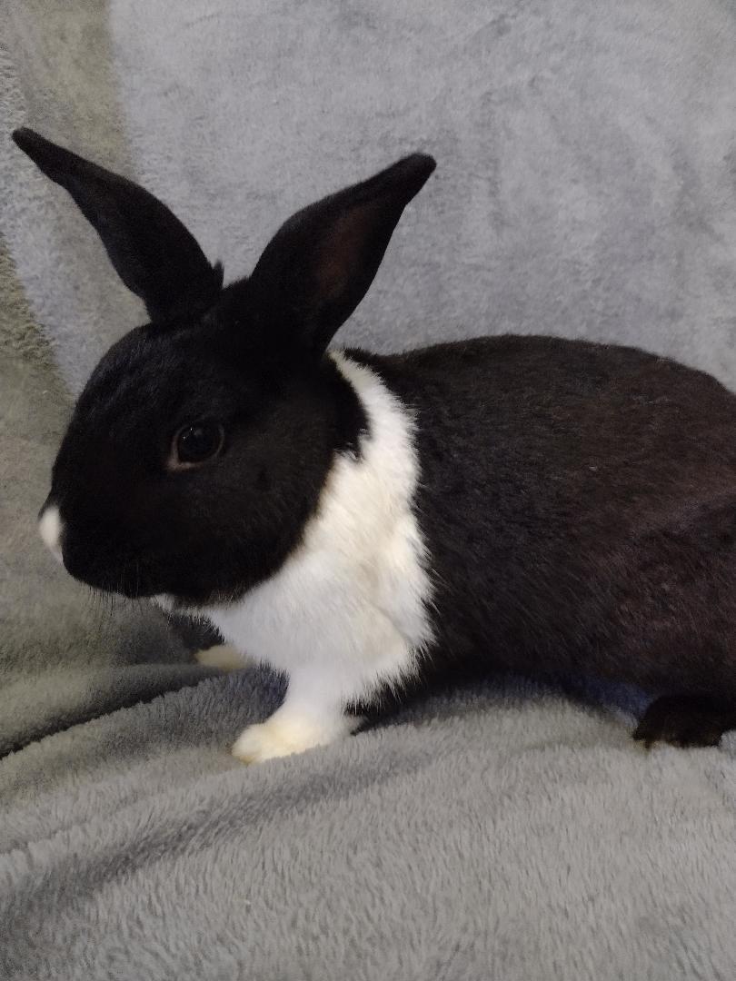 Enlarge Evren, a Adoptable Dutch in Plymouth, MI image 4/5