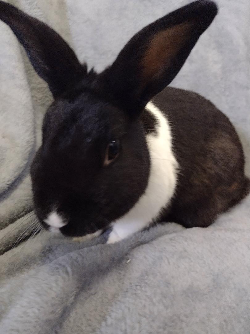 Enlarge Evren, a Adoptable Dutch in Plymouth, MI image 1/5
