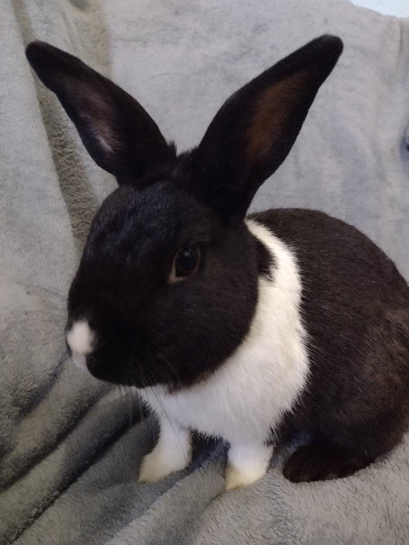 Enlarge Evren, a Adoptable Dutch in Plymouth, MI image 3/5