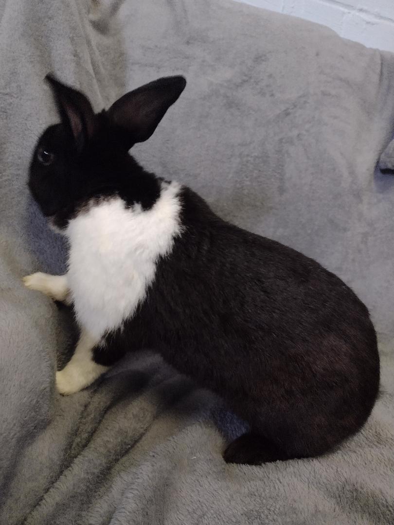 Enlarge Evren, a Adoptable Dutch in Plymouth, MI image 5/5