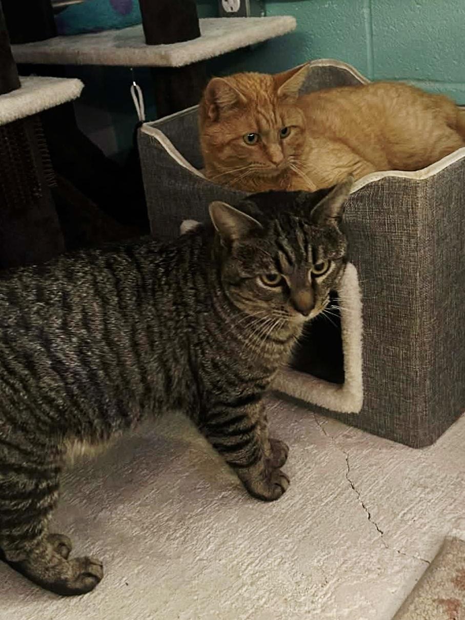 Enlarge Rye (bonded with Scotch), an adopted Domestic Short Hair in Bristol, TN image 2/5