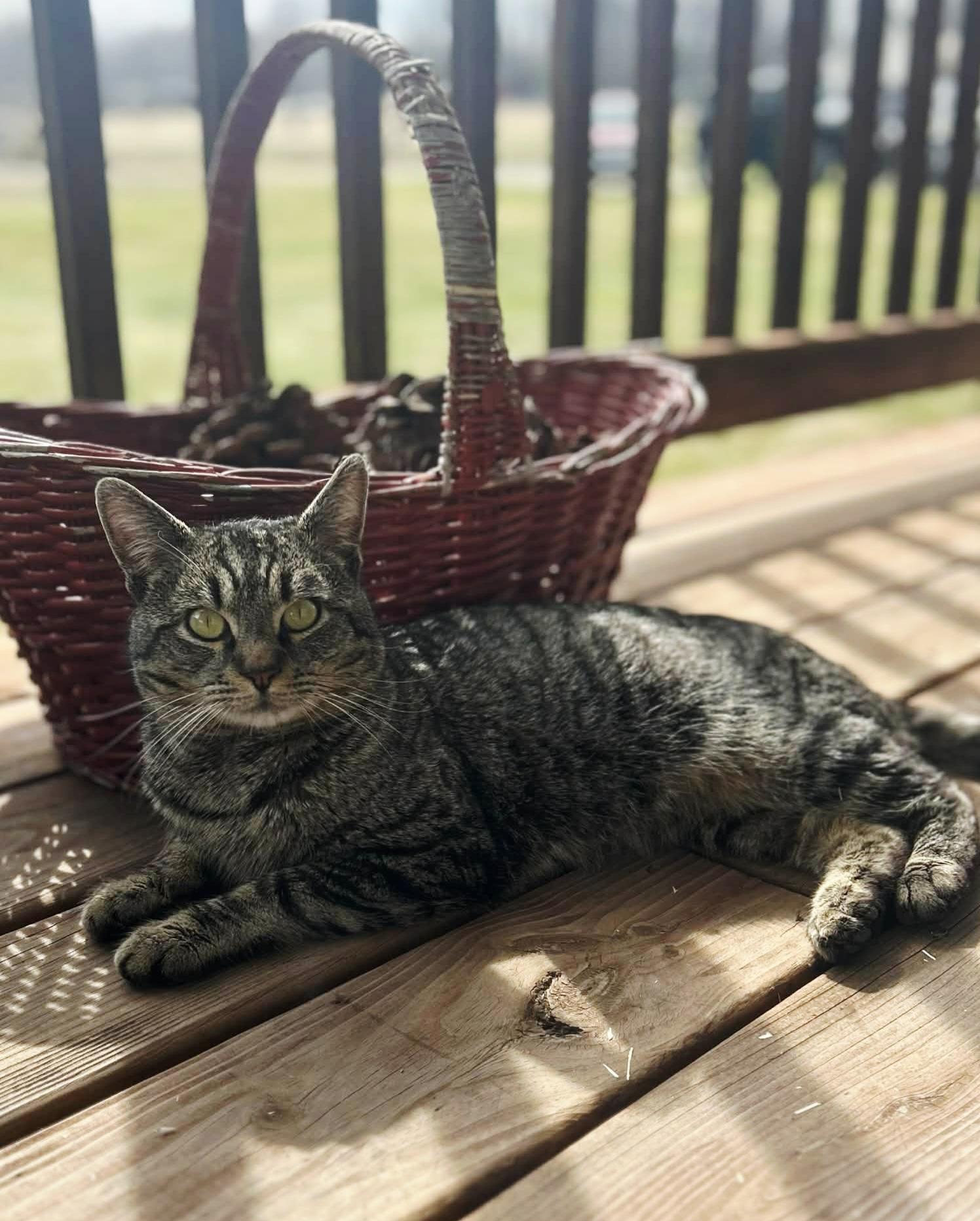 Enlarge Rye (bonded with Scotch), an adopted Domestic Short Hair in Bristol, TN image 5/5
