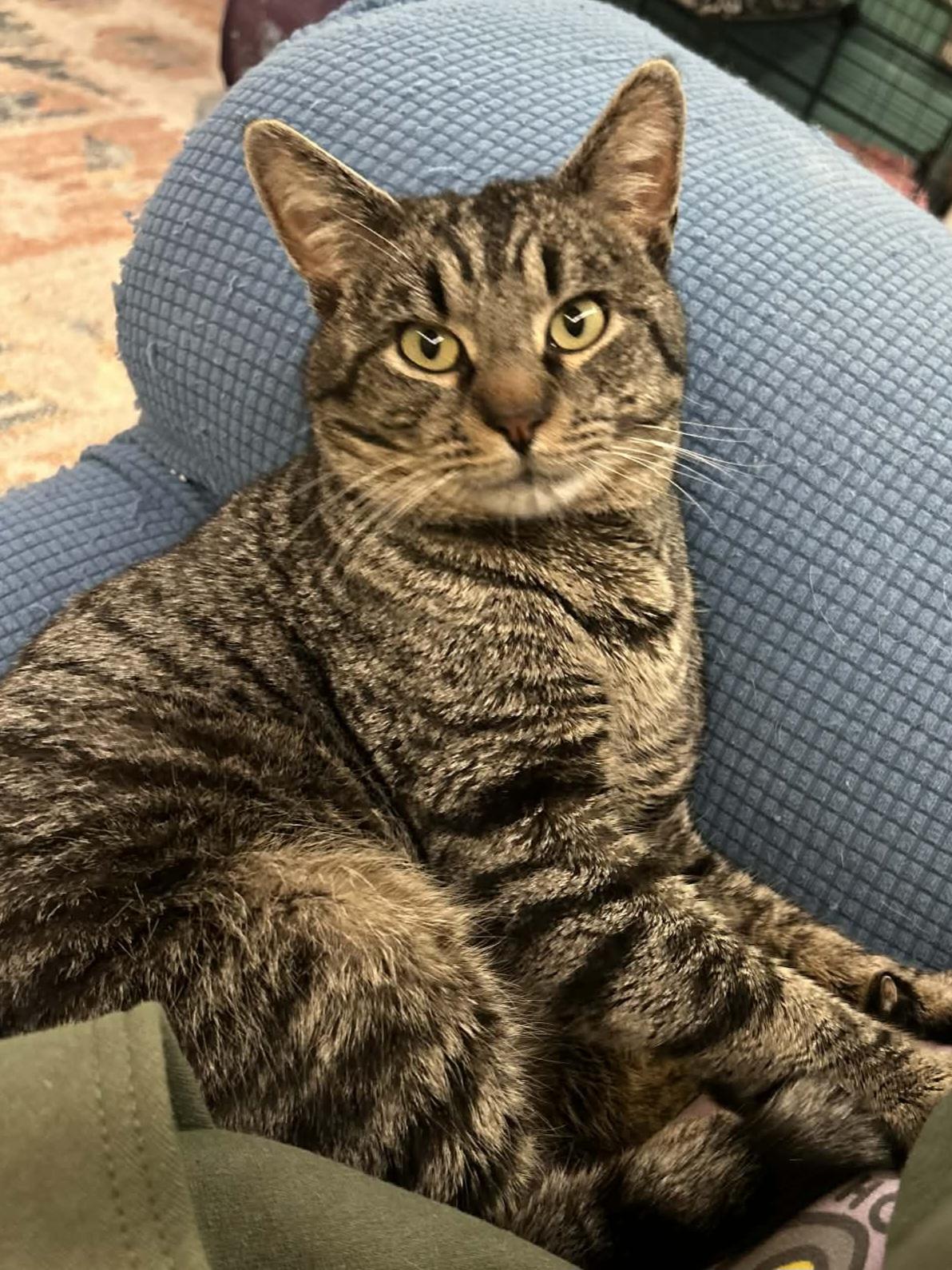 Rye (bonded with Scotch), adopted, Young Male Domestic Short Hair.