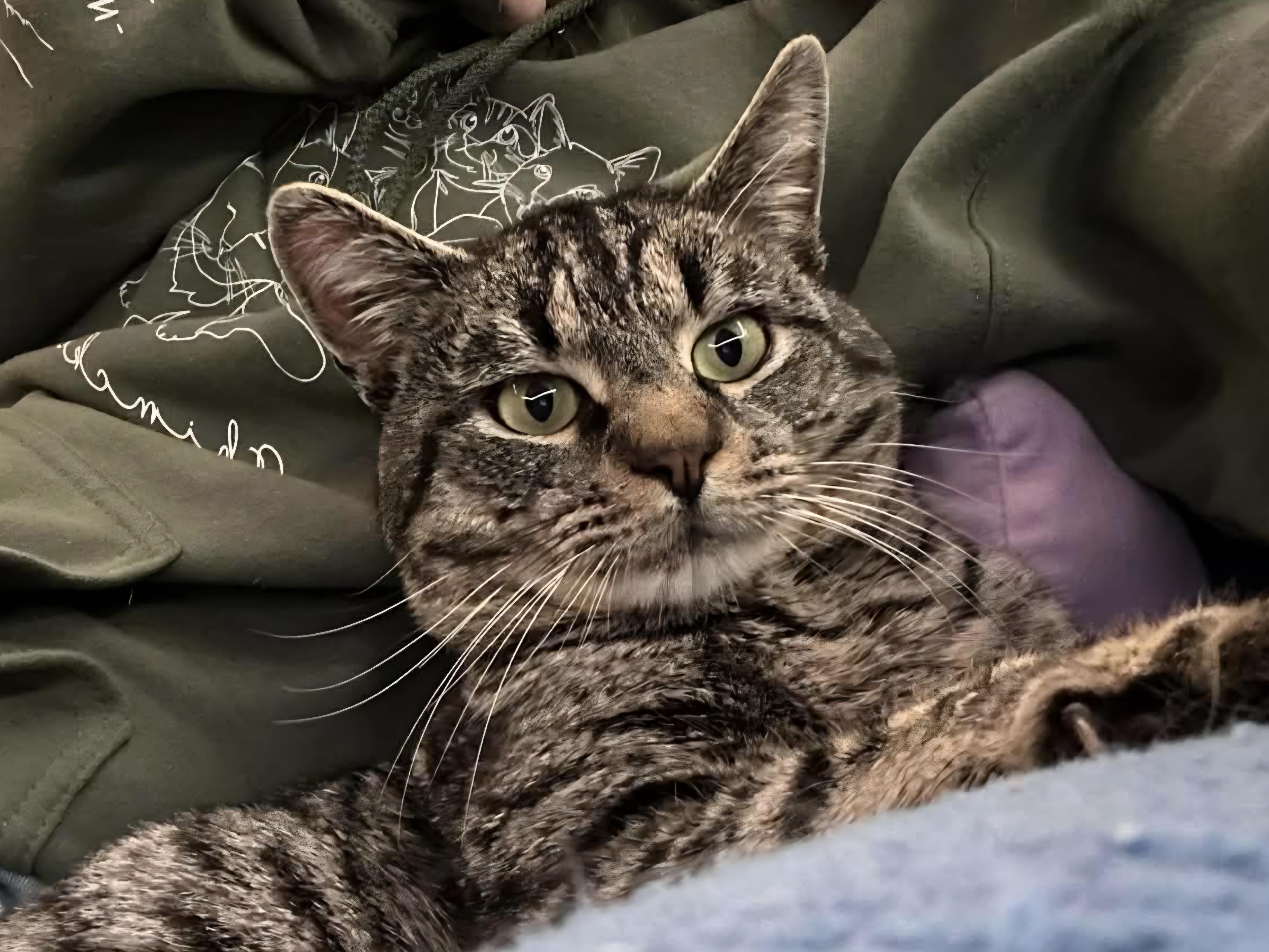 Enlarge Rye (bonded with Scotch), an adopted Domestic Short Hair in Bristol, TN image 3/5