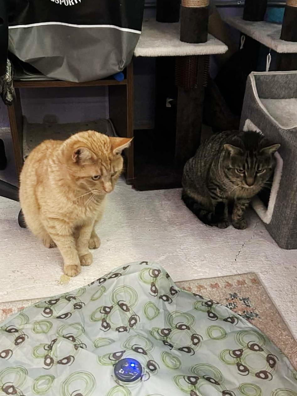 Enlarge Rye (bonded with Scotch), an adopted Domestic Short Hair in Bristol, TN image 4/5