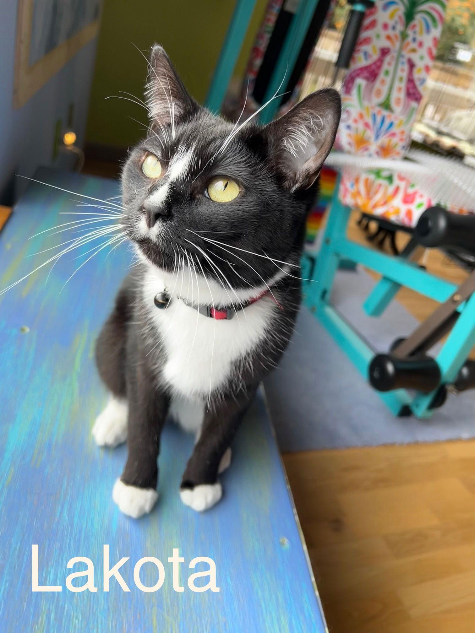 LAKOTA & MAVERICK #1839D - Offered by Owner, Adoptable, Adult Male Tabby.