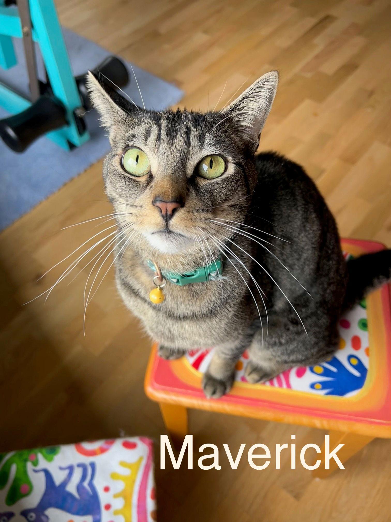 Enlarge LAKOTA & MAVERICK #1839D - Offered by Owner, a Adoptable Tabby in Hillsboro, OR image 2/2