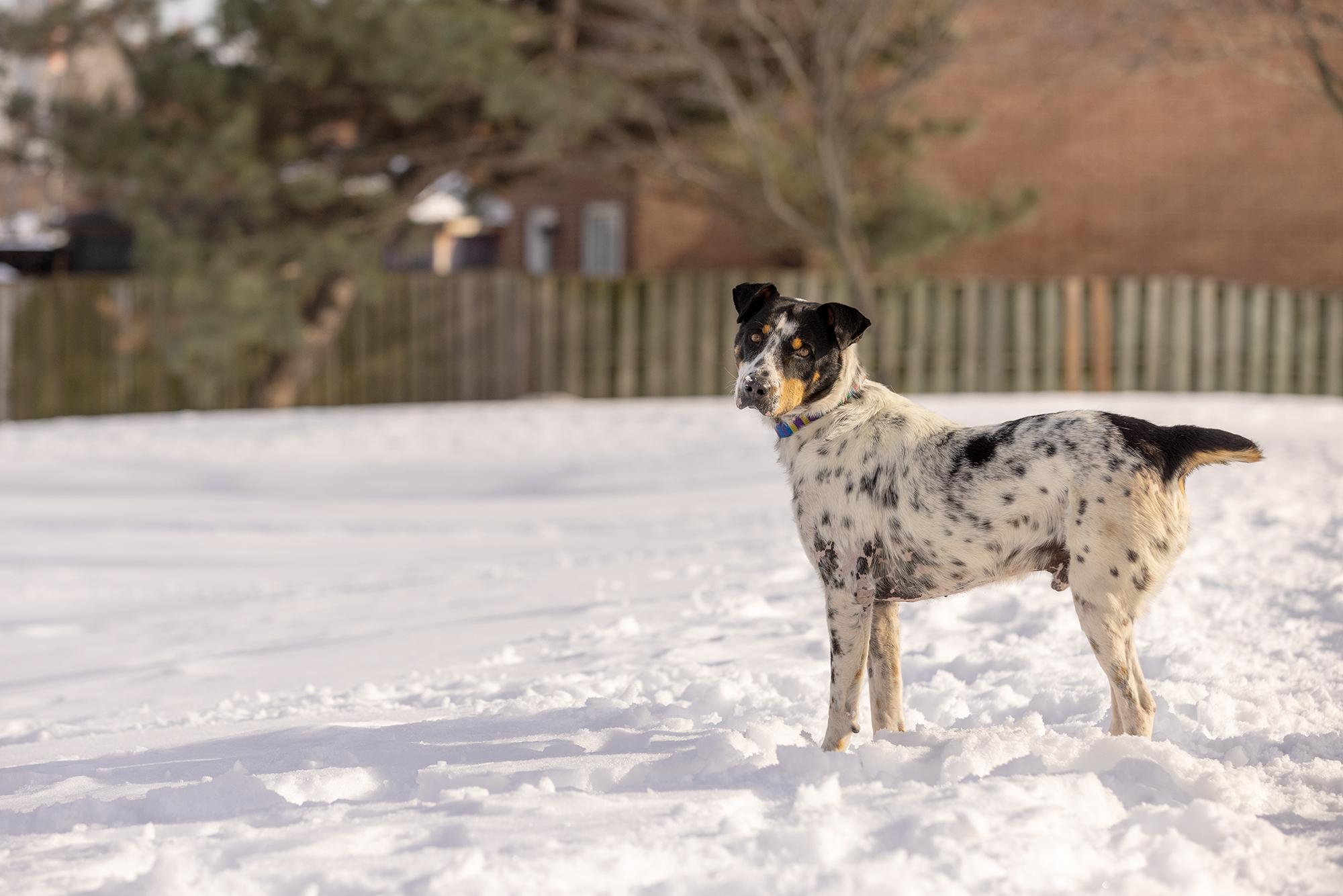 Kiko, a Adoptable Mixed Breed in Mississauga, ON image 3/6