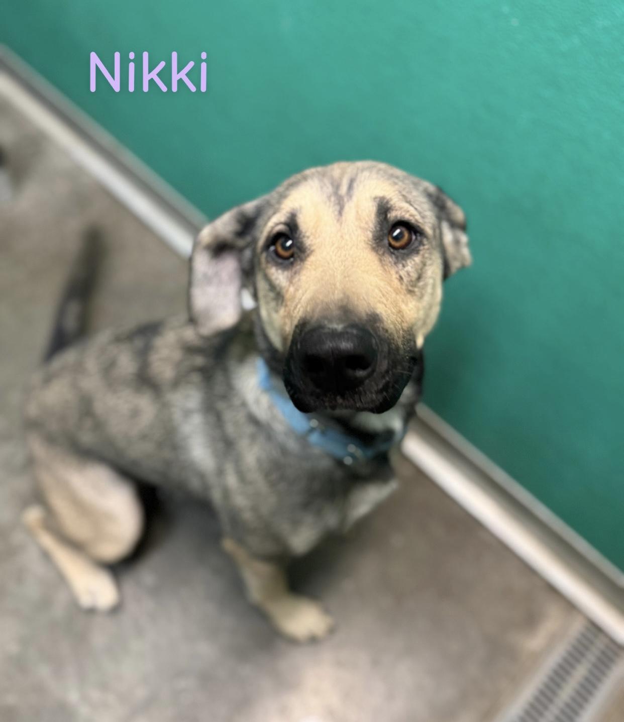 Enlarge Natalia, a Adoptable mixed breed in Hiawatha, KS image 2/4