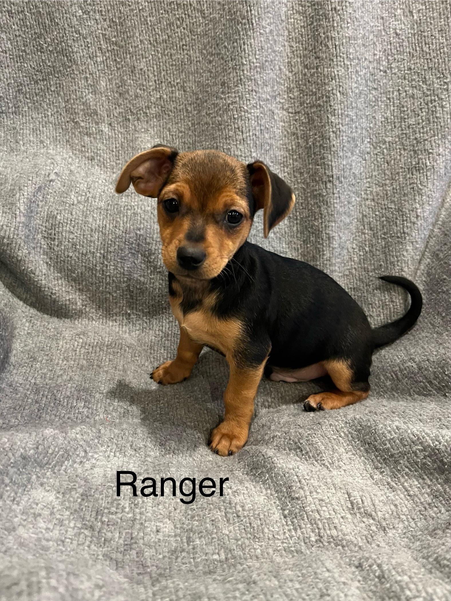 Ranger, Adopted, Puppy Male Chihuahua & Dachshund.