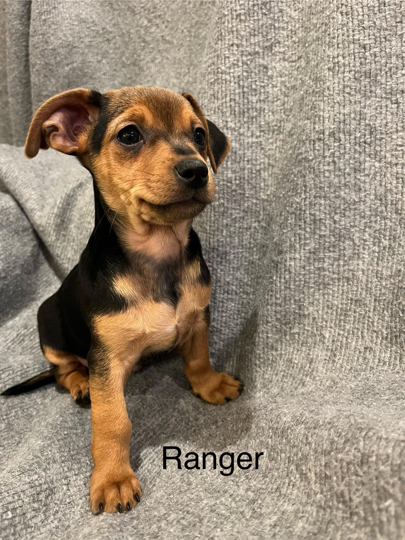 Enlarge Ranger, a Adopted mixed breed in Coatesville, PA image 2/2